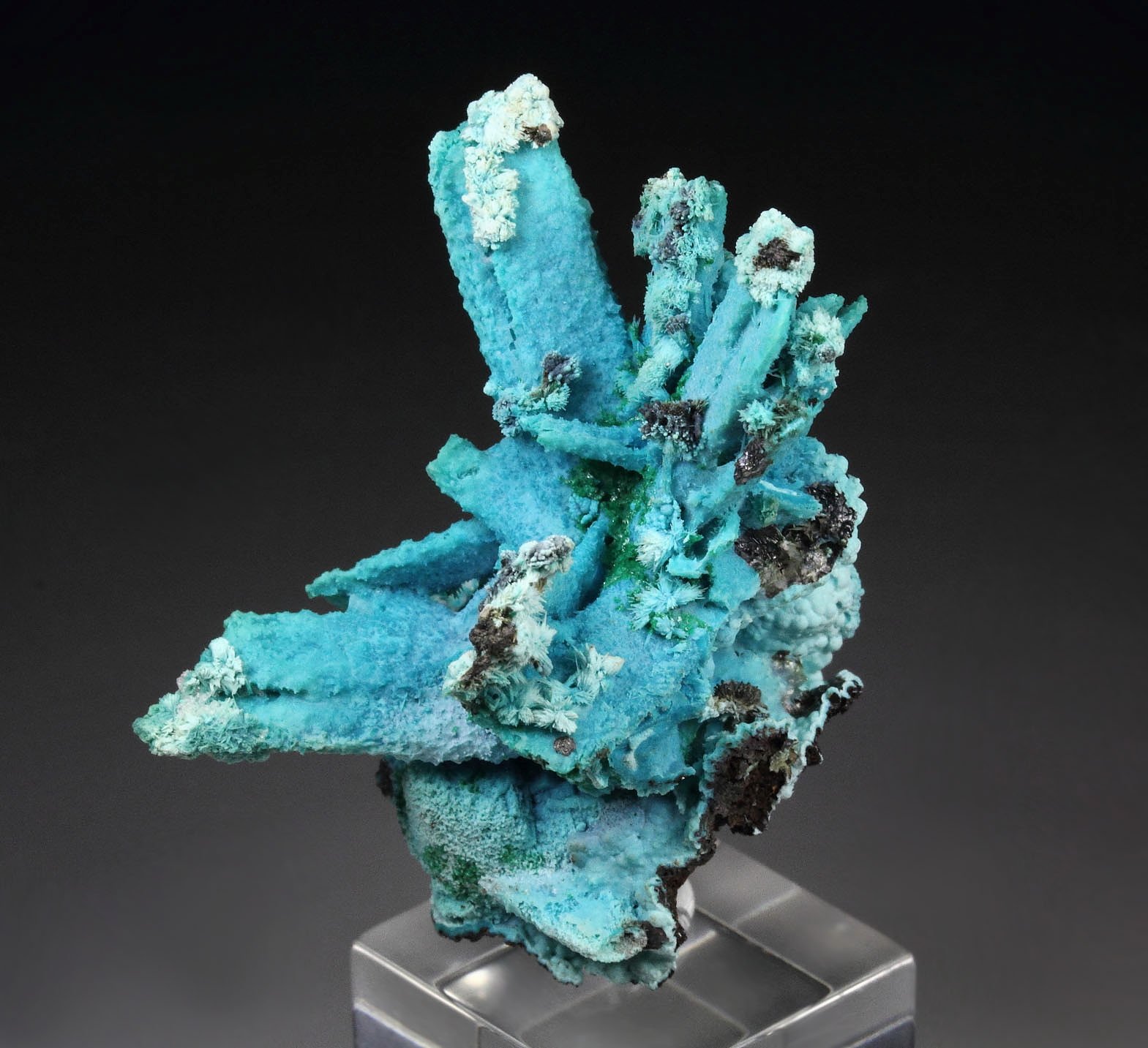 CHRYSOCOLLA pseudomorph after AZURITE, after MALACHITE