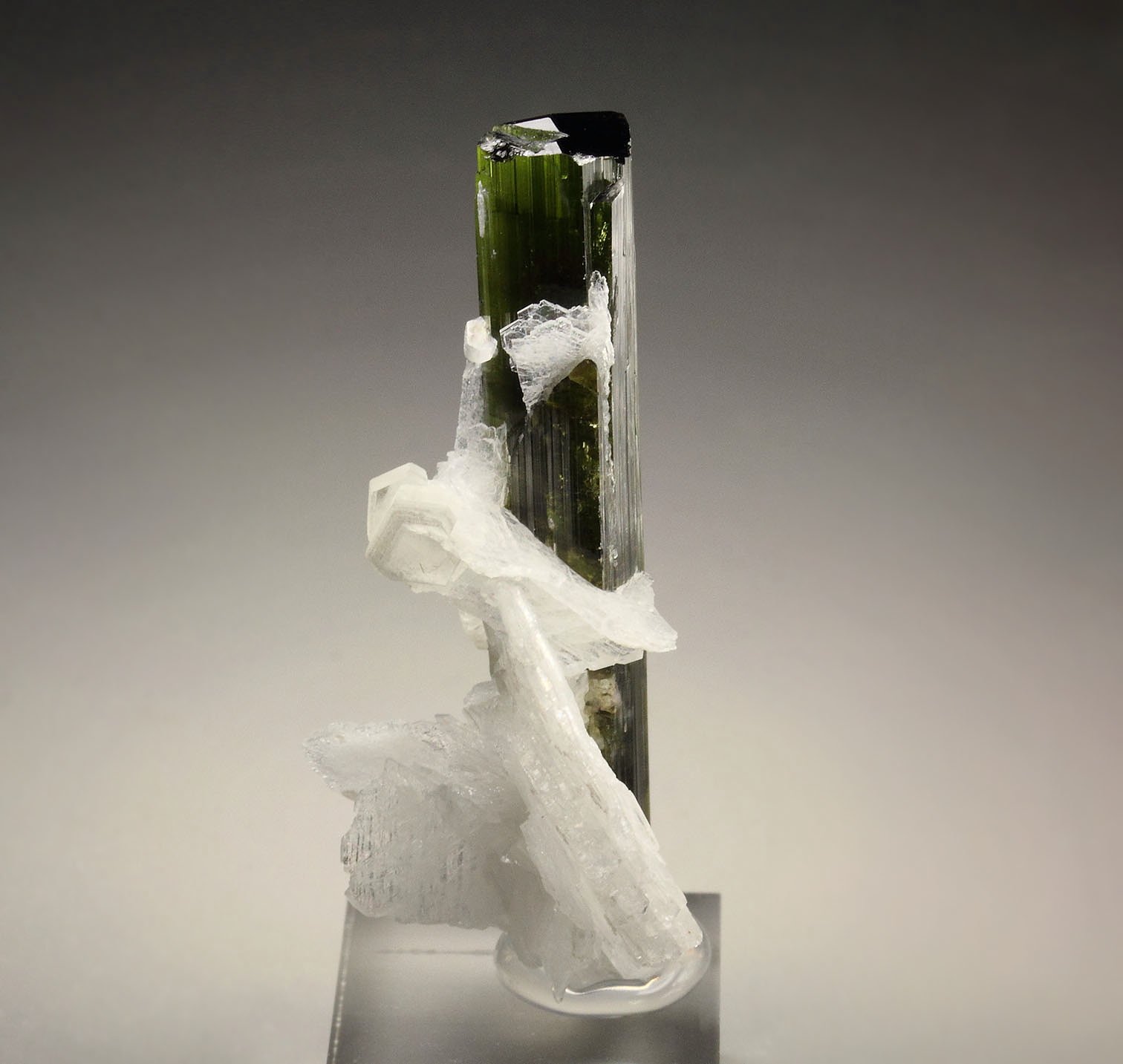 gem TOURMALINE var. ELBAITE, ALBITE, MUSCOVITE