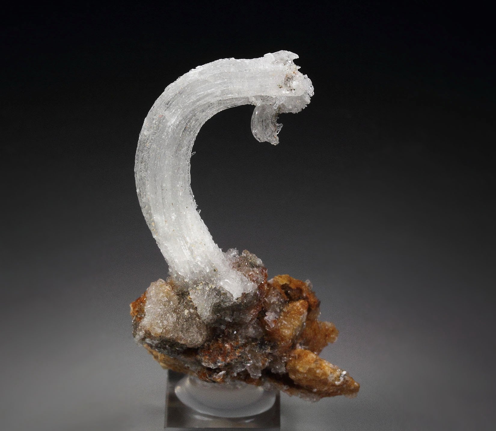 GYPSUM rams horn