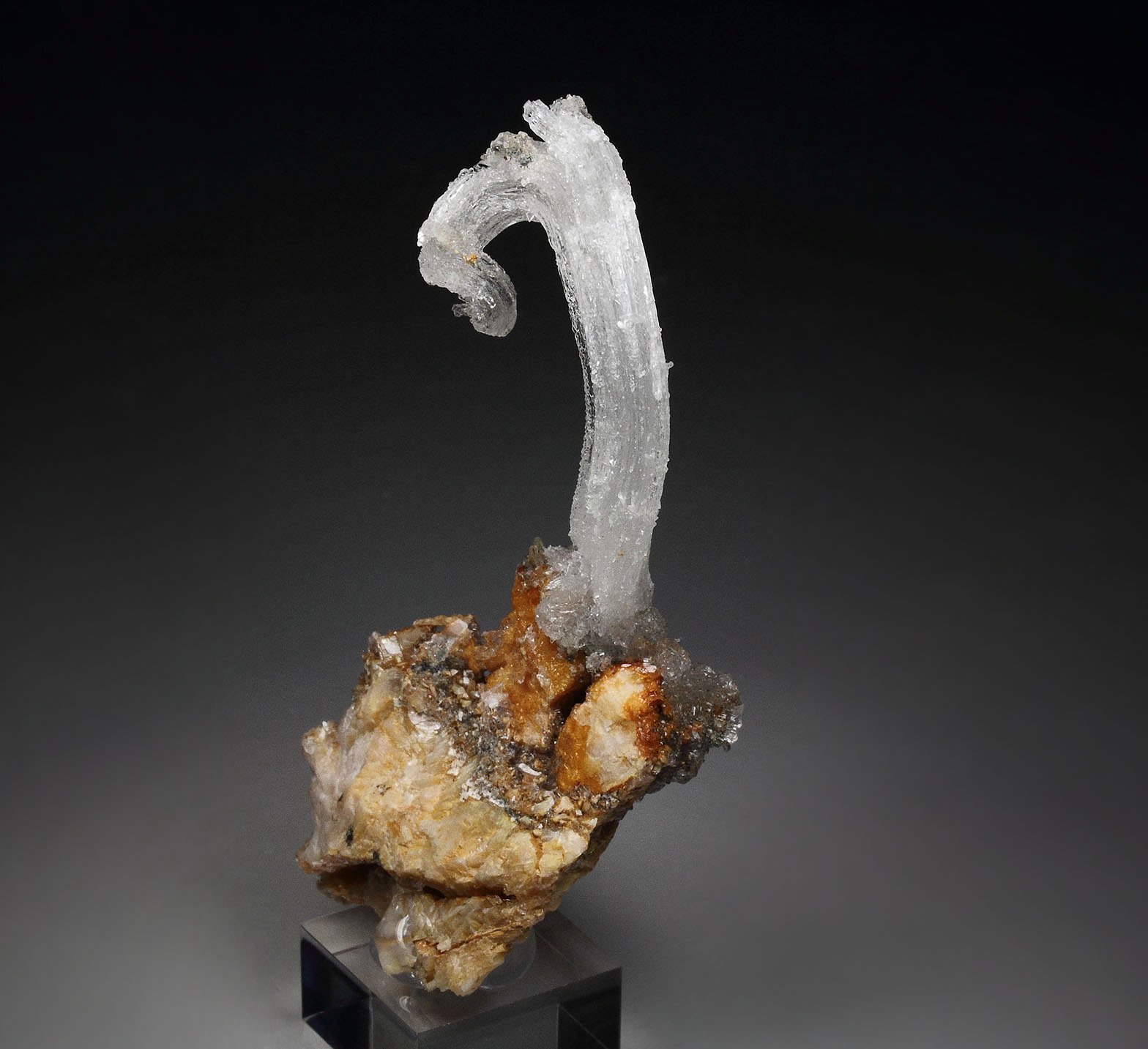 GYPSUM rams horn