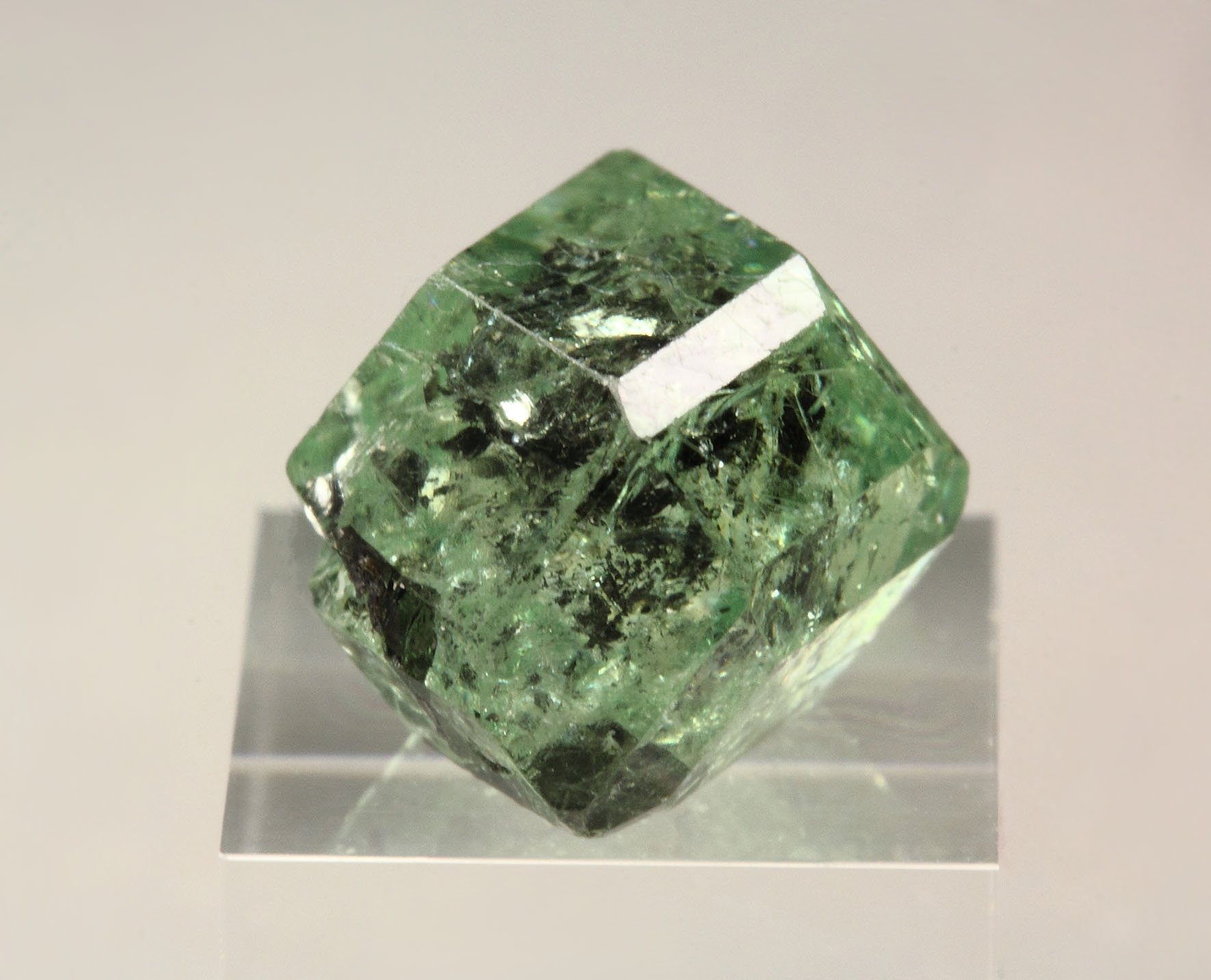 gem GARNET var. GROSSULAR var. TSAVORITE - floater