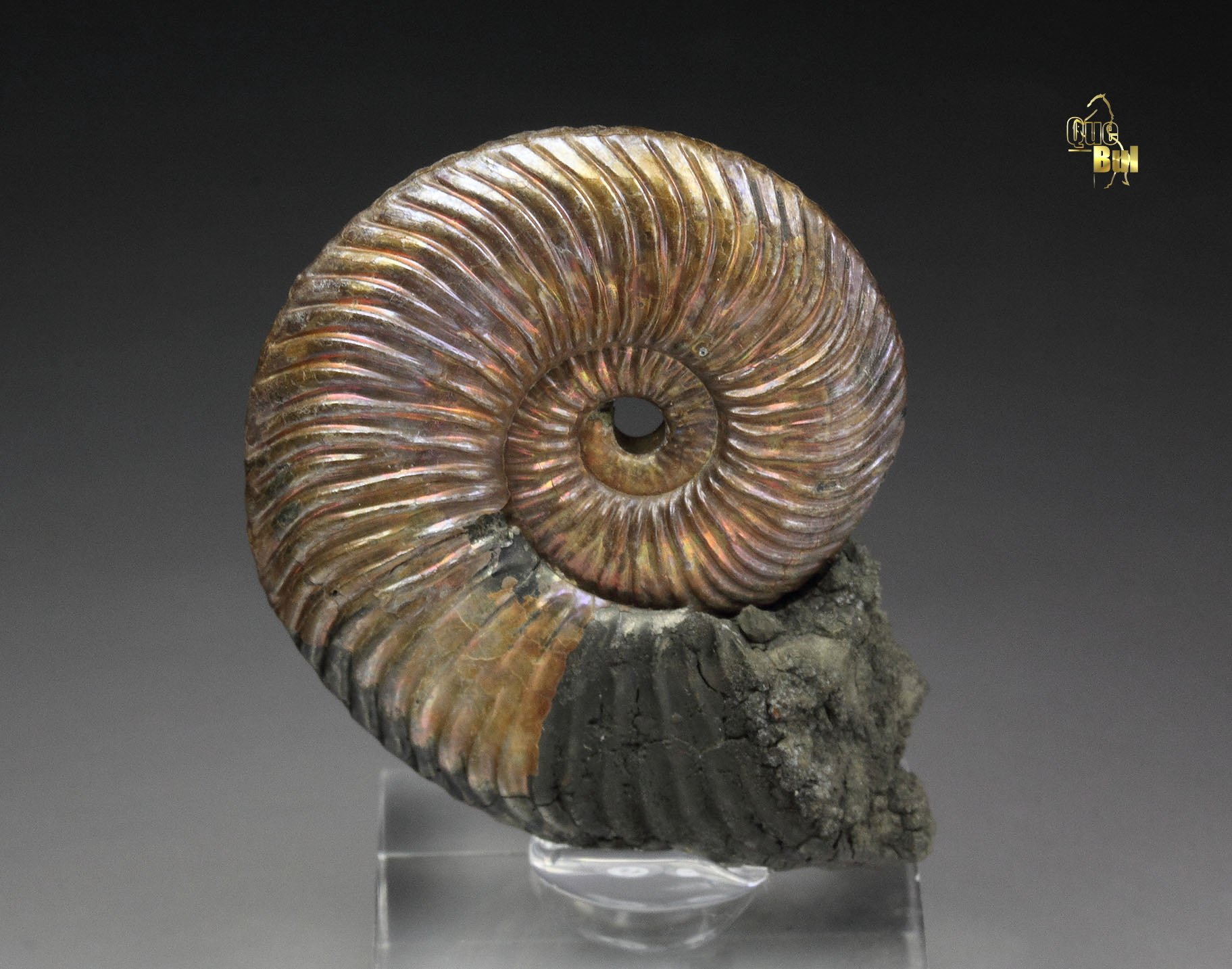 iridescent PYRITE replacing AMMONITE