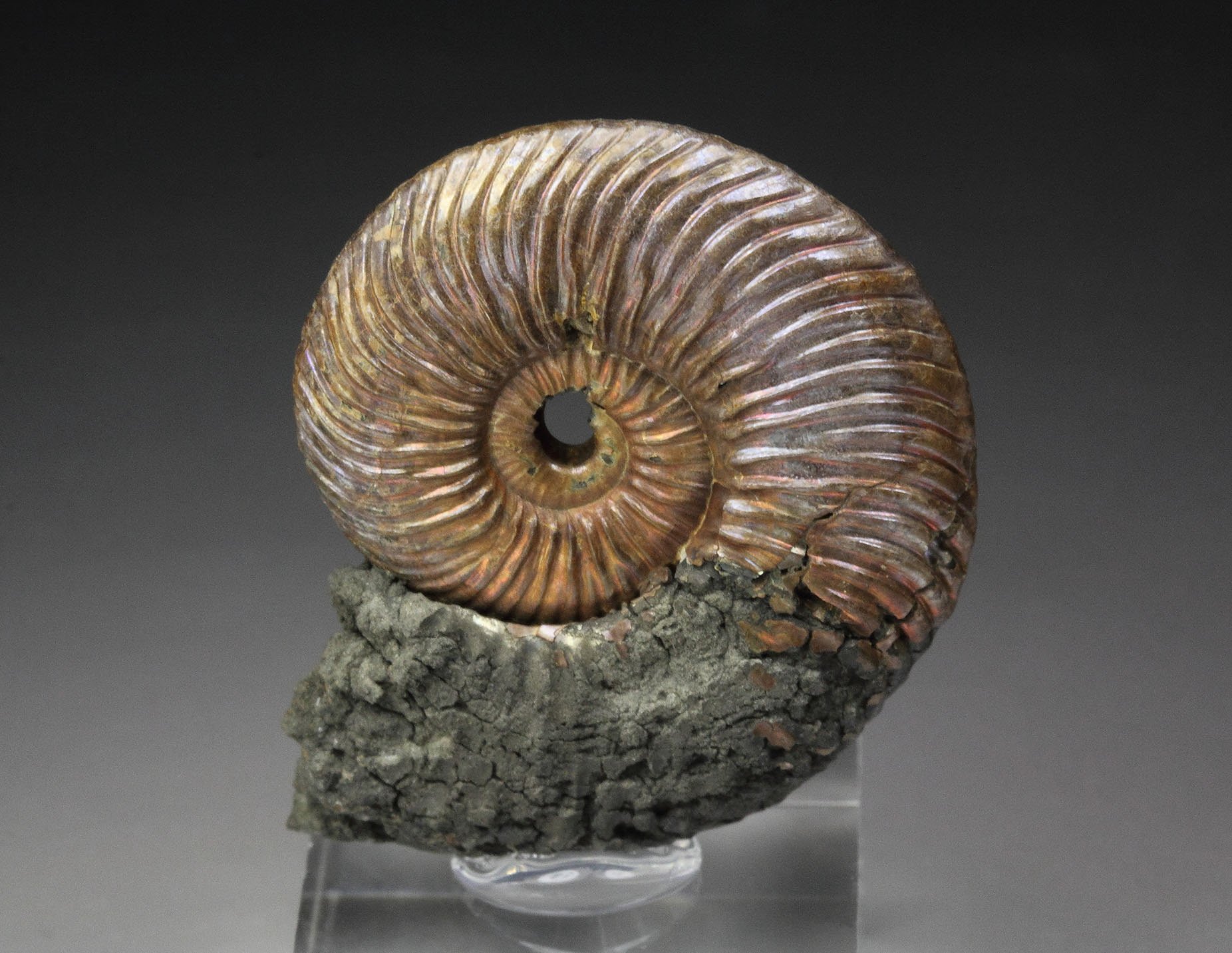 iridescent PYRITE replacing AMMONITE